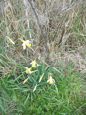 jonquilles
