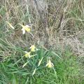 jonquilles