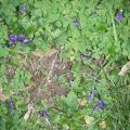 violettes parfumées