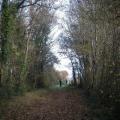 agréable sentier en forêt