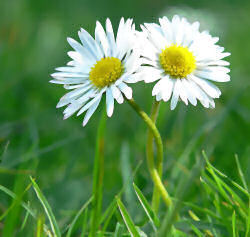 Fleur-4