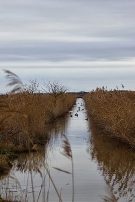 des canards