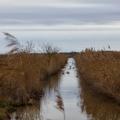 des canards