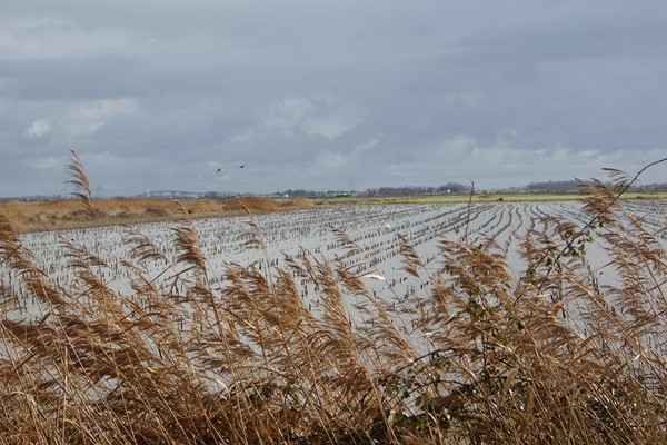 l'eau recouvre le marais