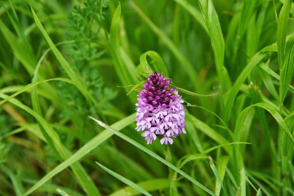 une orchidée