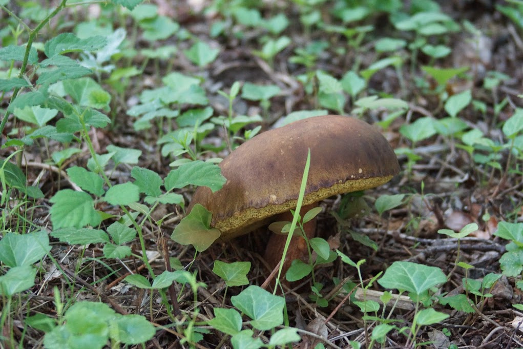 le roi des forêts !