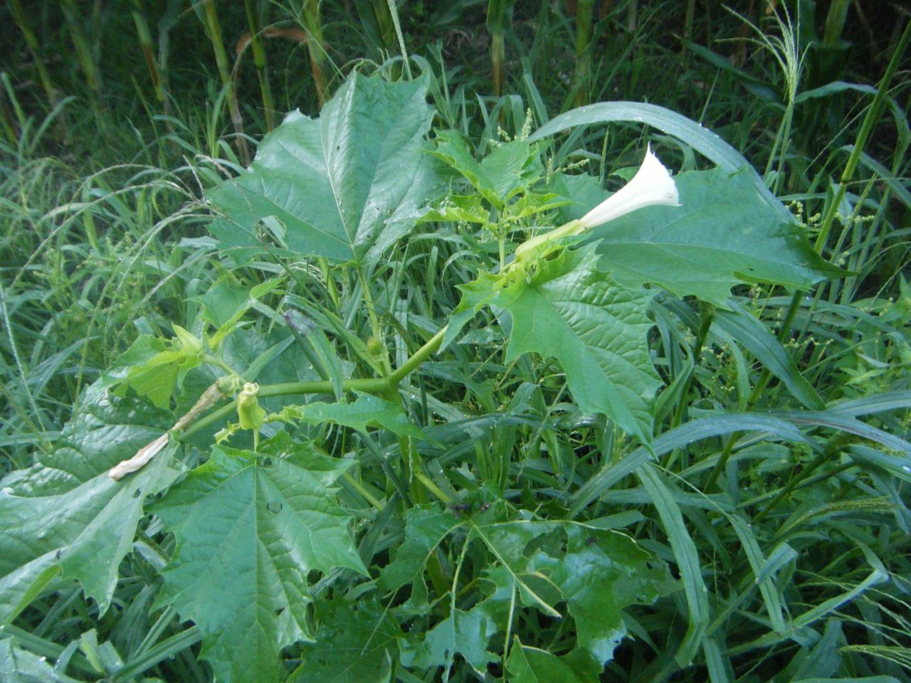 une belle datura !