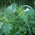 une belle datura !