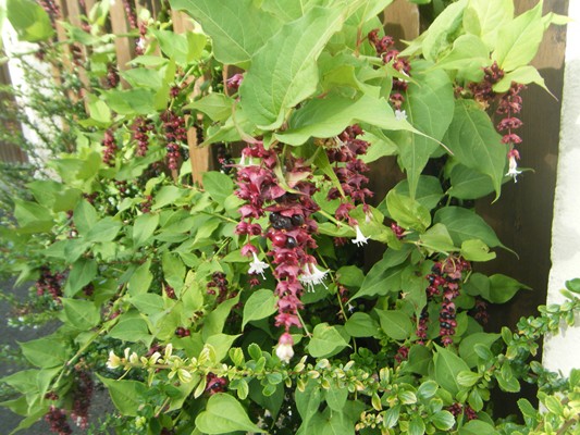 L'arbre aux faisans:  leycesteria formosa, évidemment !