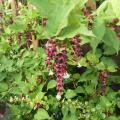 L'arbre aux faisans:  leycesteria formosa, évidemment !