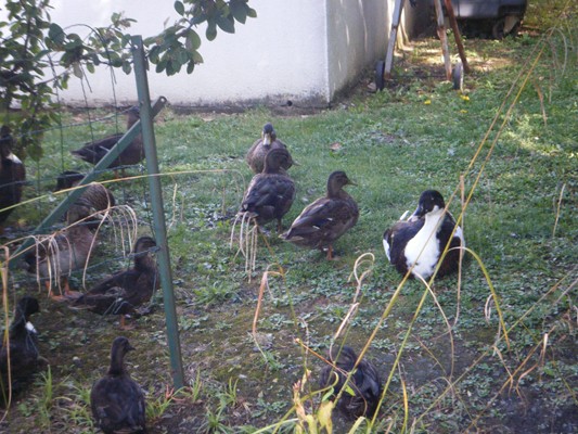 les canards observent les randonneurs !