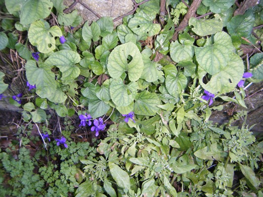 premières violettes !