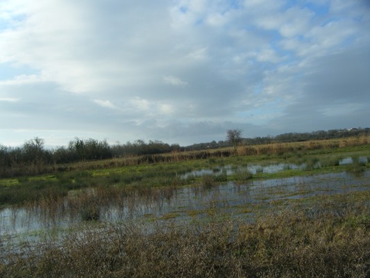 il y a de l'eau dans le marais