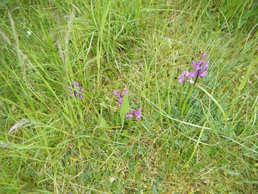 les orchidées...