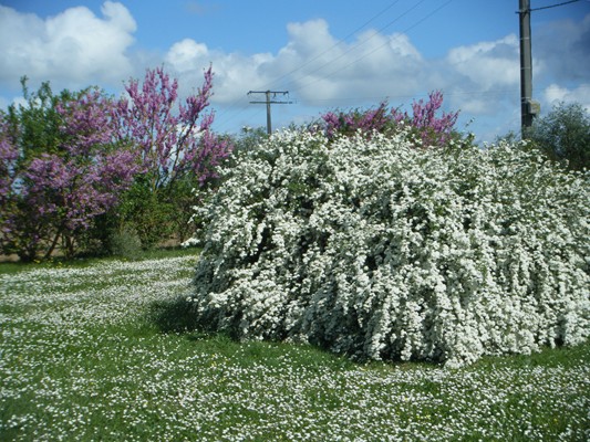 une explosion de printemps...