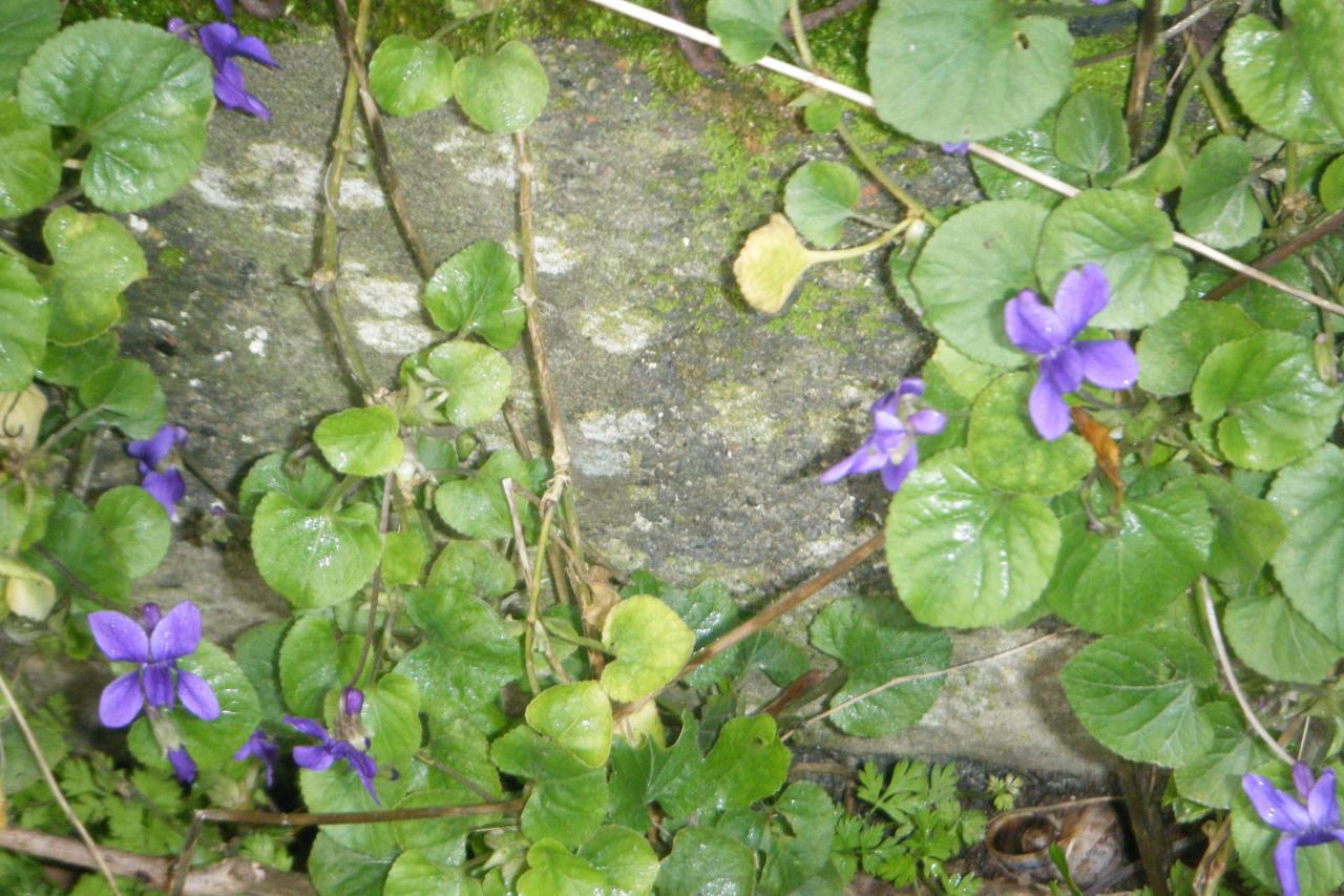 des violettes le 7 janvier !!!