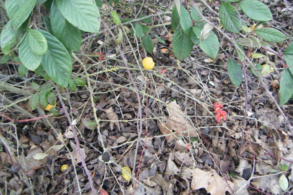 cognassier du Japon: des fruits et des fleurs...