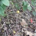 cognassier du Japon: des fruits et des fleurs...