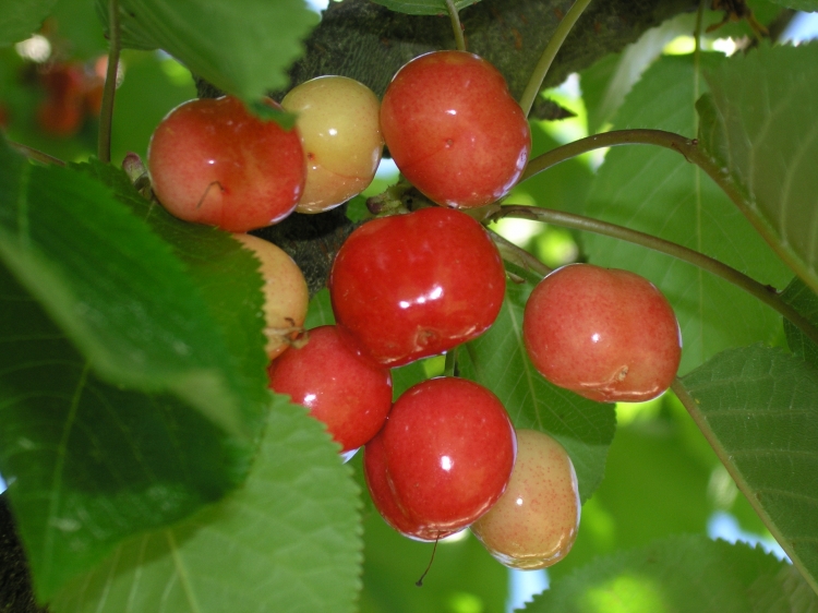 Cerises